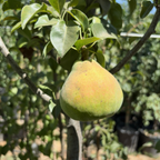 Comice Pear