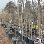 Comice Pear Tree