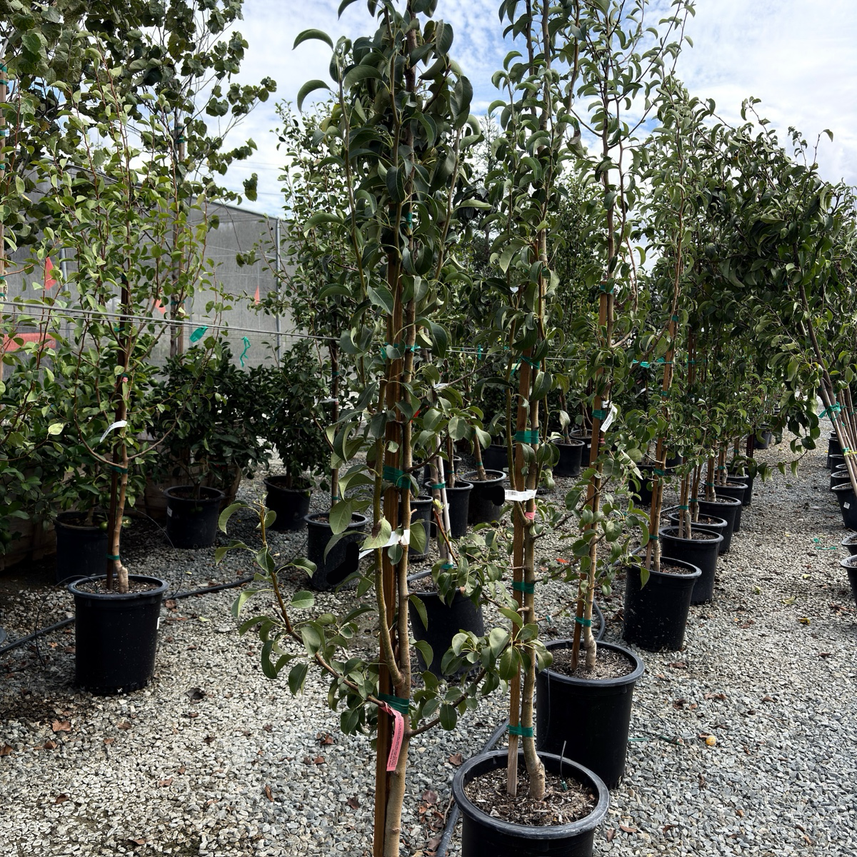 Comice Pear Tree