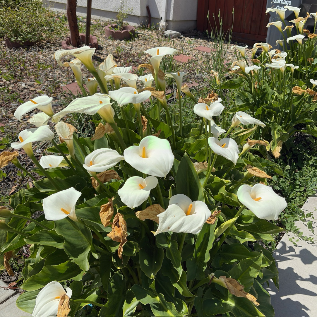 Common Calla Lily