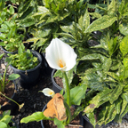 Common Calla Lily