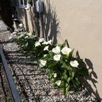 Common Calla Lily