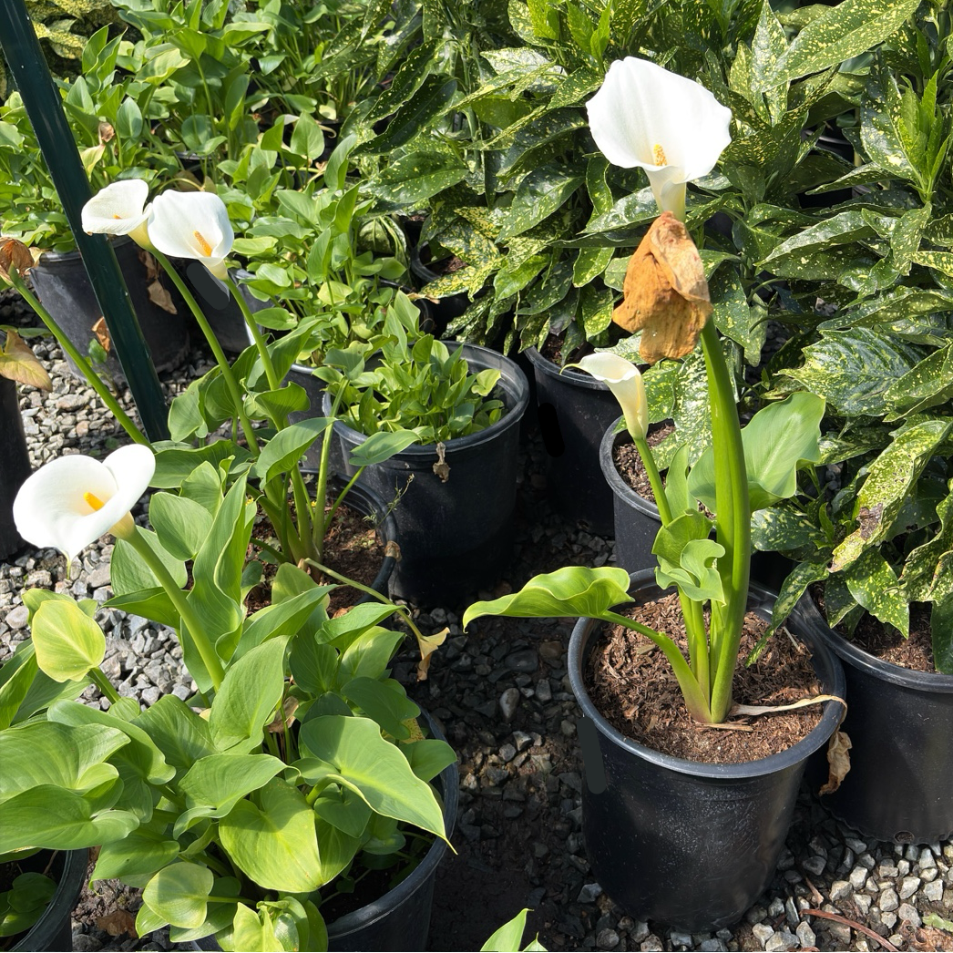 Common Calla Lily