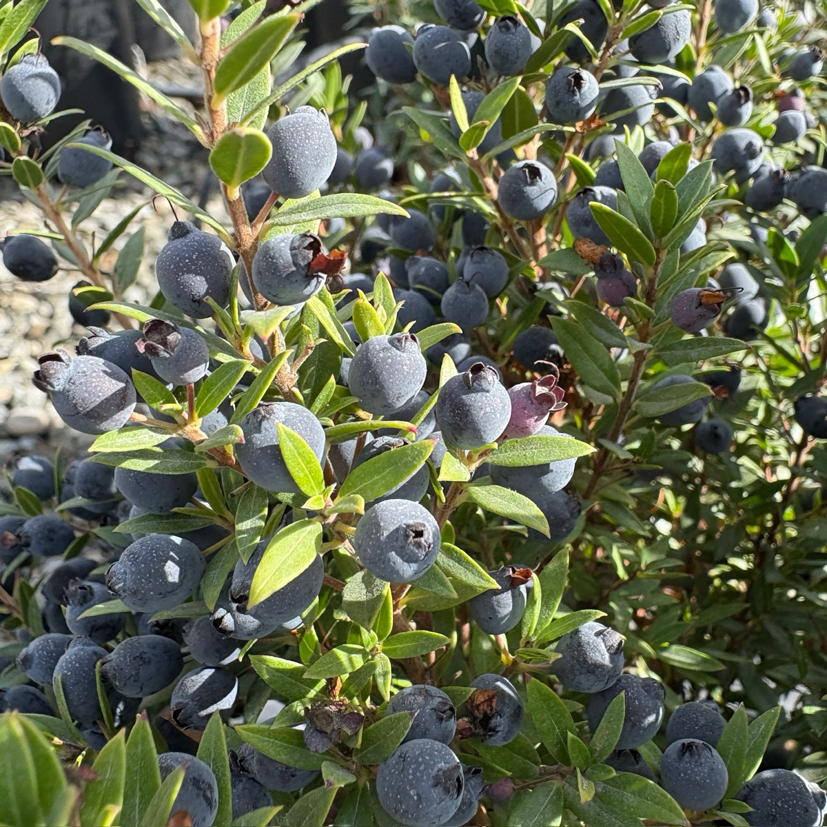 Common Myrtle