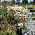Common Yarrow