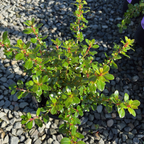 Compact Escallonia