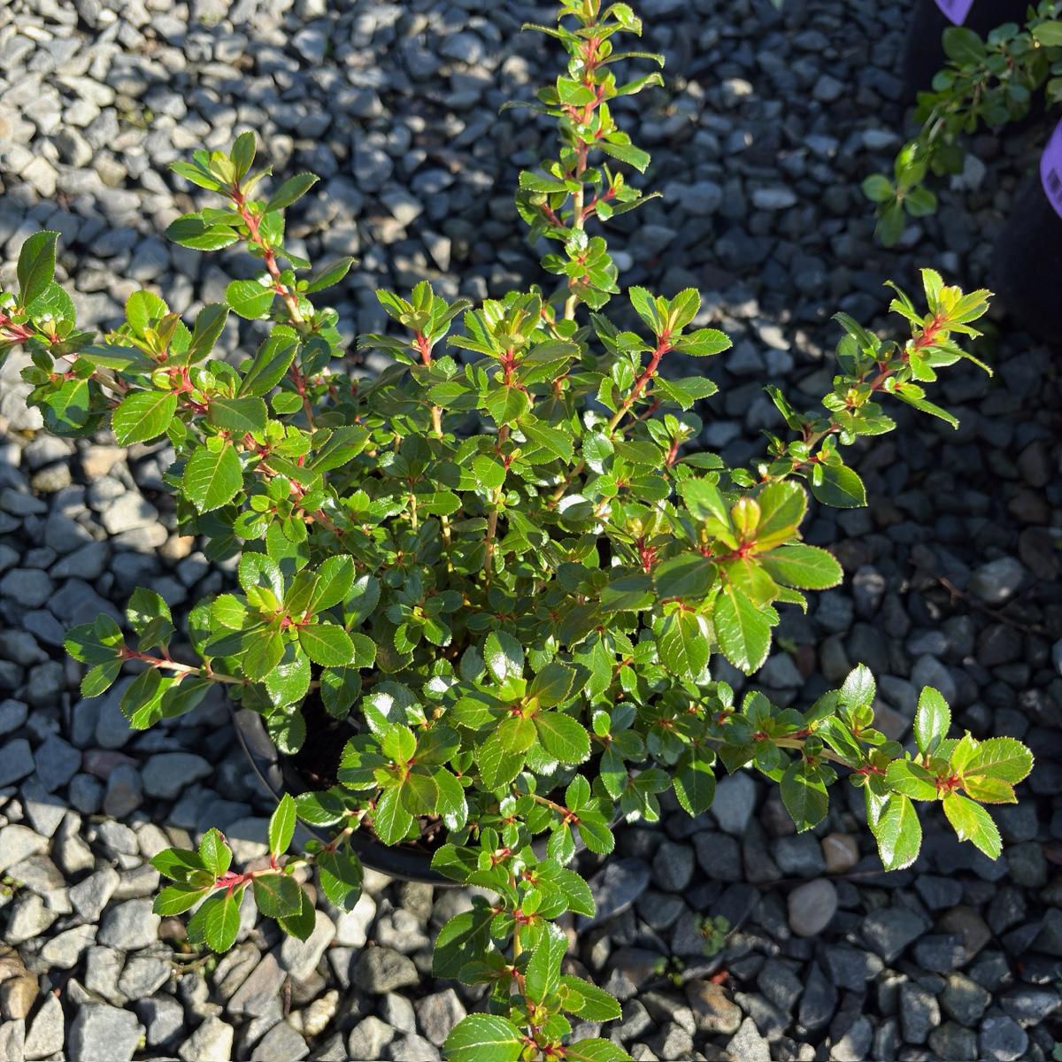 Compact Escallonia