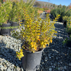 Compact Escallonia
