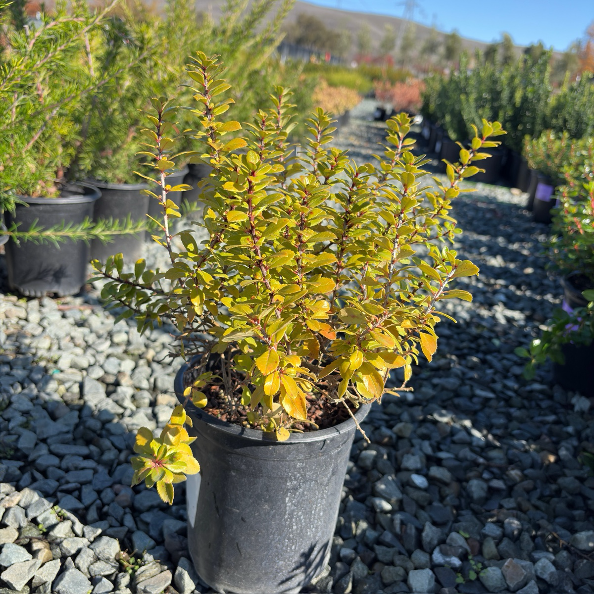 Compact Escallonia