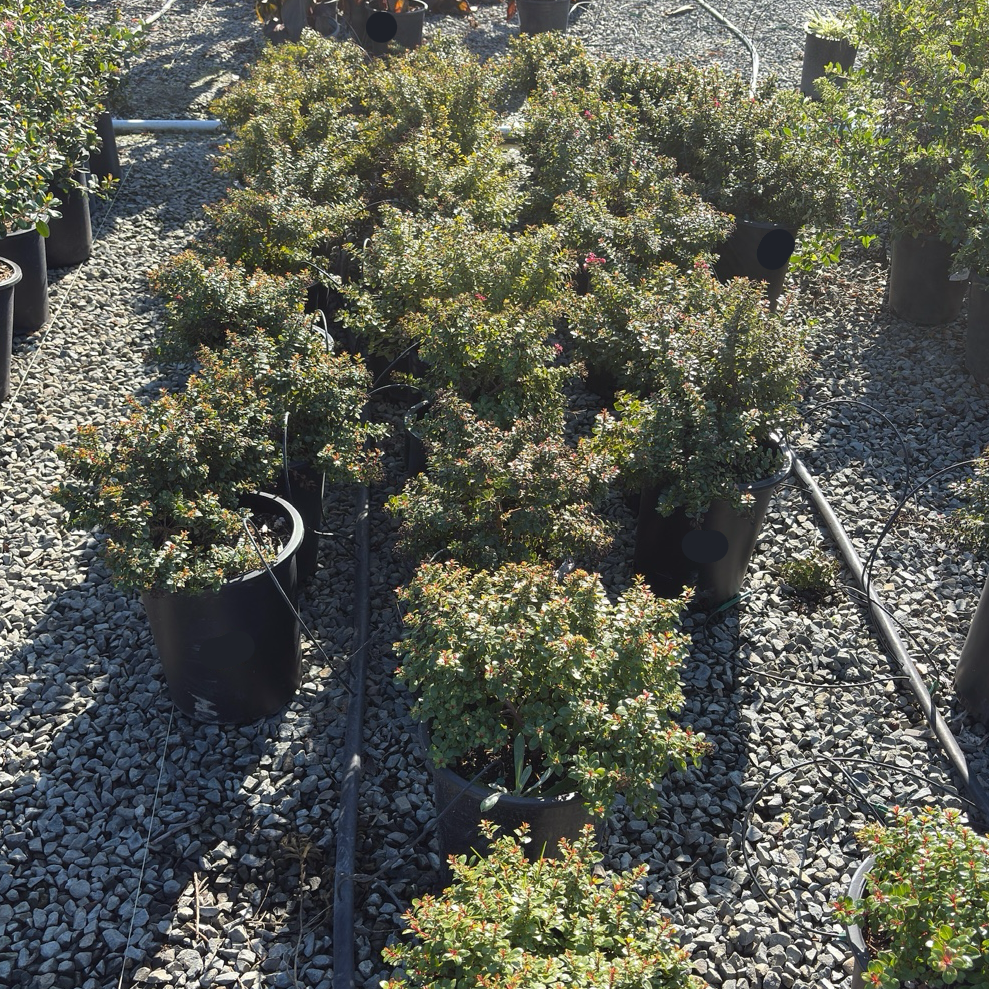 Compact Escallonia
