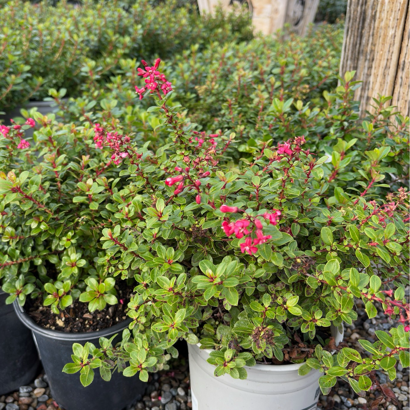 Compact Escallonia