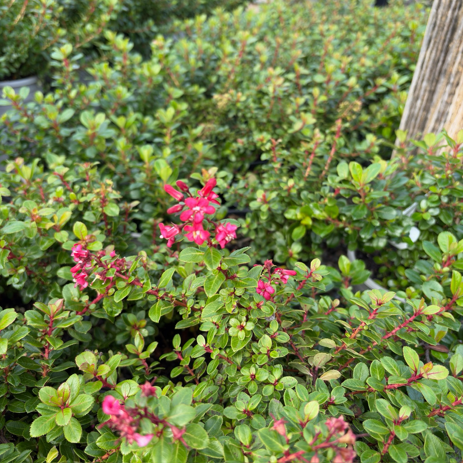 Compact Escallonia