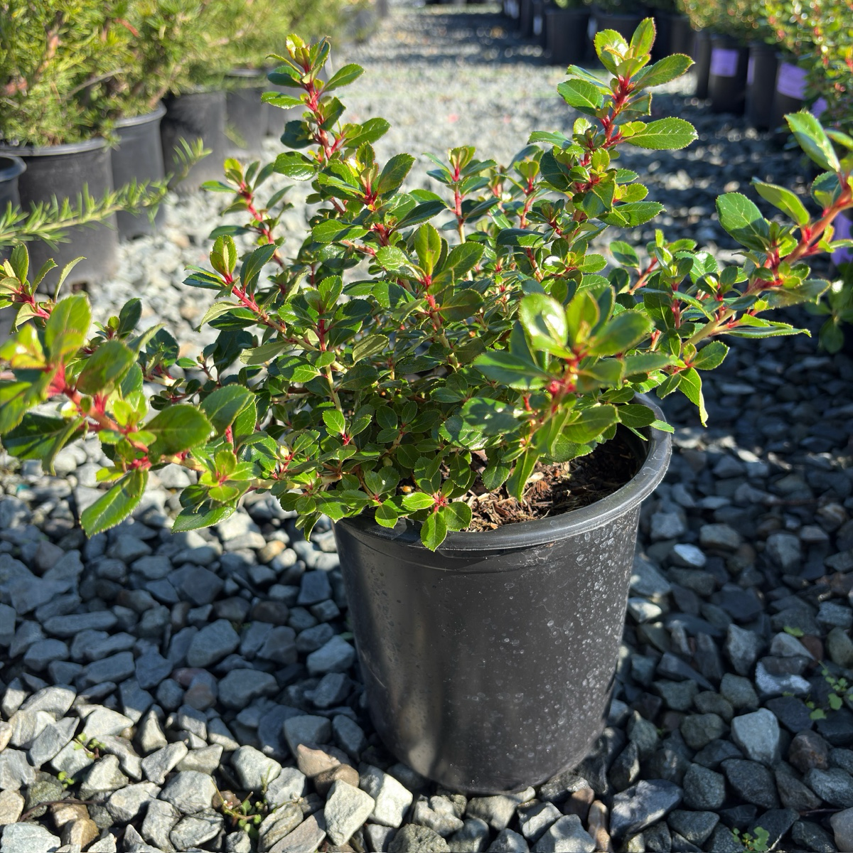 Compact Escallonia