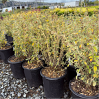 Compact Jerusalem Sage