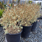 Compact Jerusalem Sage