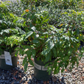 Compact Oregon Grape Holly