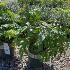 Compact Oregon Grape Holly