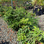 Compact Oregon Grape Holly