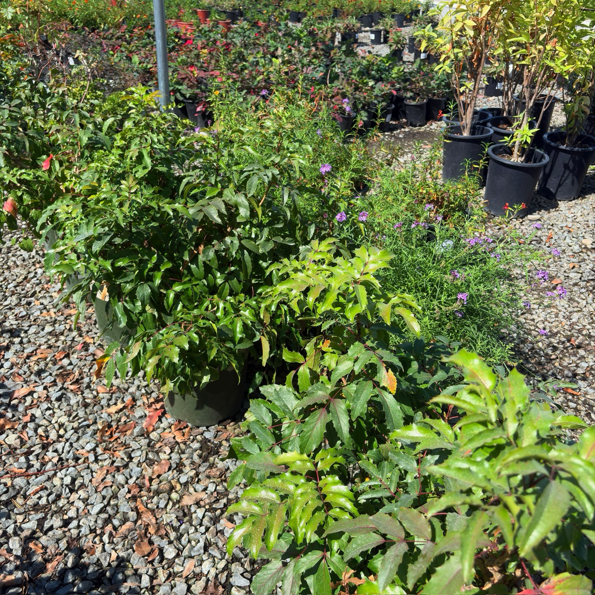 Compact Oregon Grape Holly