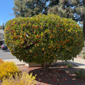 Compact Strawberry Tree