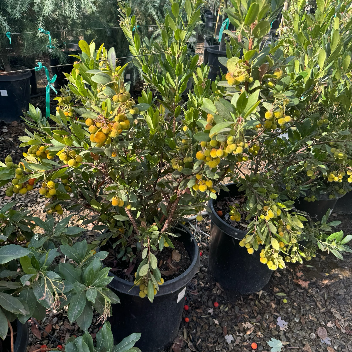 Compact Strawberry Tree