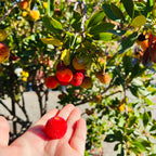 Compact Strawberry Tree