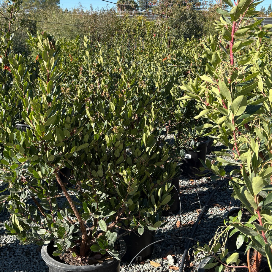 Compact Strawberry Tree