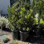 Compact Strawberry Tree
