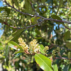 Compacta Carolina Cherry Laurel