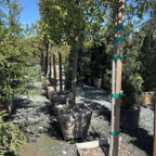 ompacta Carolina Cherry Laurel