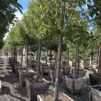 Compacta Carolina Cherry Laurel