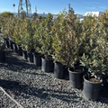 Compacta Carolina Cherry Laurel