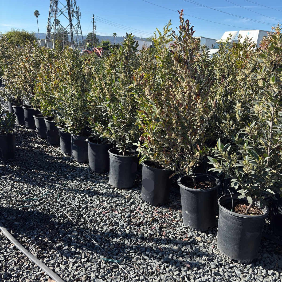 Compacta Carolina Cherry Laurel