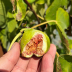 Conadria Fig