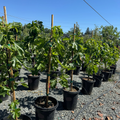 Conadria Fig