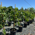 Conadria Fig