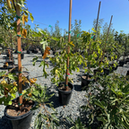 Conadria Fig