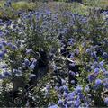 Concha California Lilac