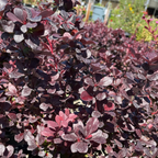 Close-up of a Concorde Barberry plant with purple and pink leaves in a garden setting