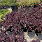 Row of potted Concorde Barberry shrubs in a garden setting