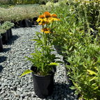 Coneflower