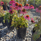 Coneflower