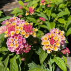 Confetti Spreading Lantana
