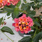 Confetti Spreading Lantana