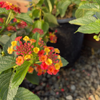 Confetti Spreading Lantana