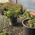 Confetti Spreading Lantana