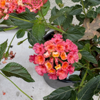 Confetti Spreading Lantana