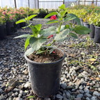Confetti Spreading Lantana