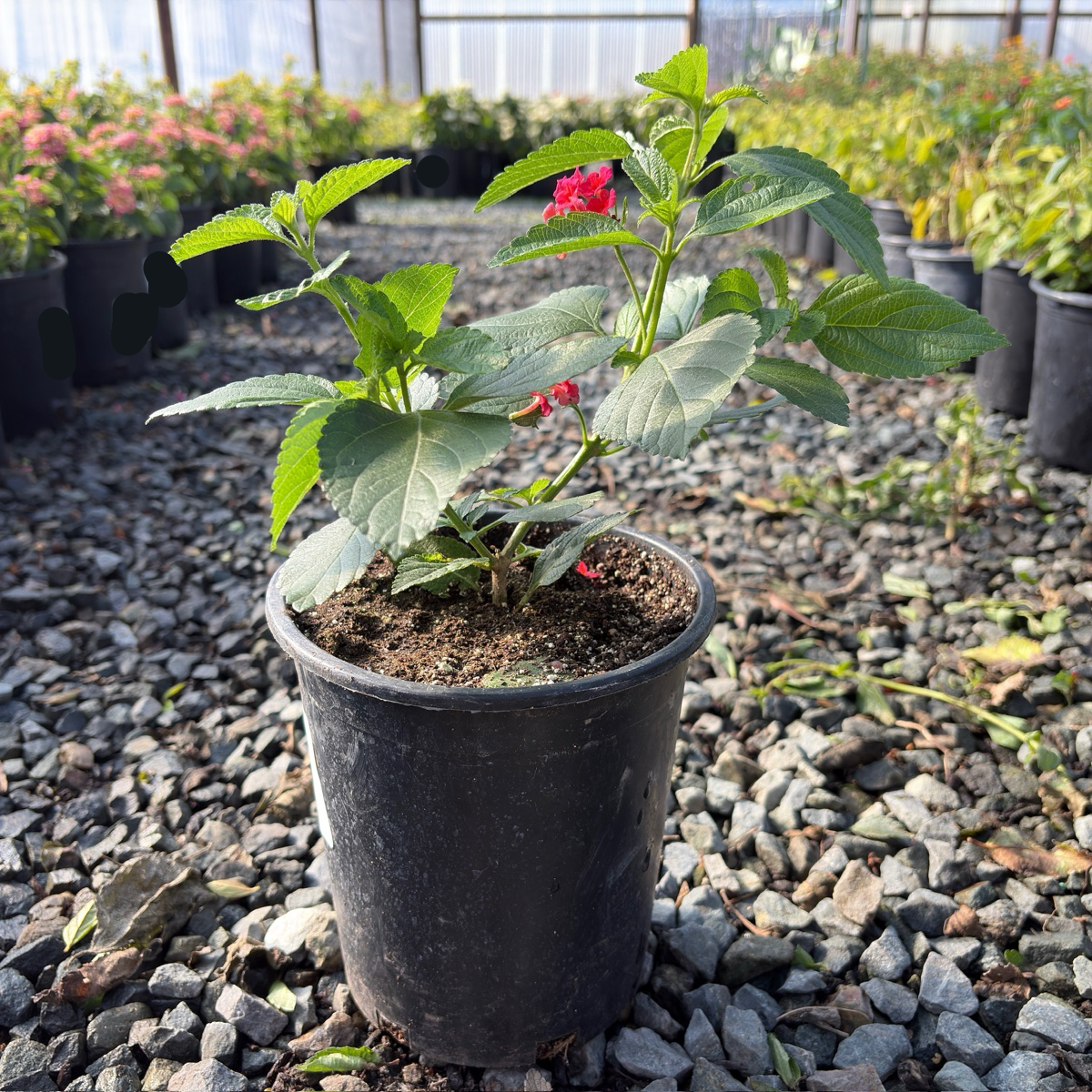 Confetti Spreading Lantana