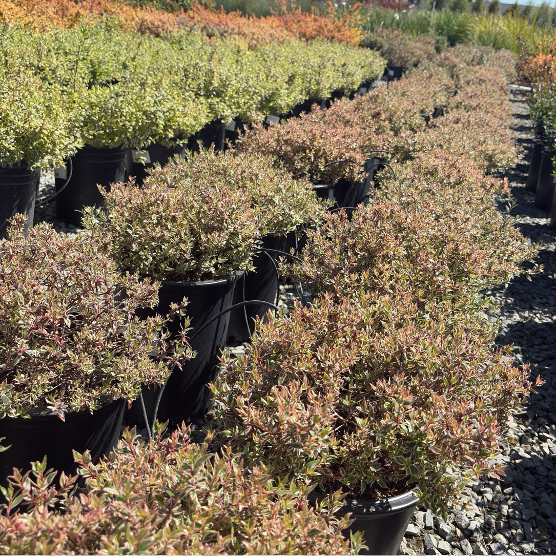 Confetti Variegated Glossy Abelia